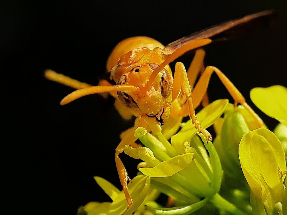 The yellow wasp killer look