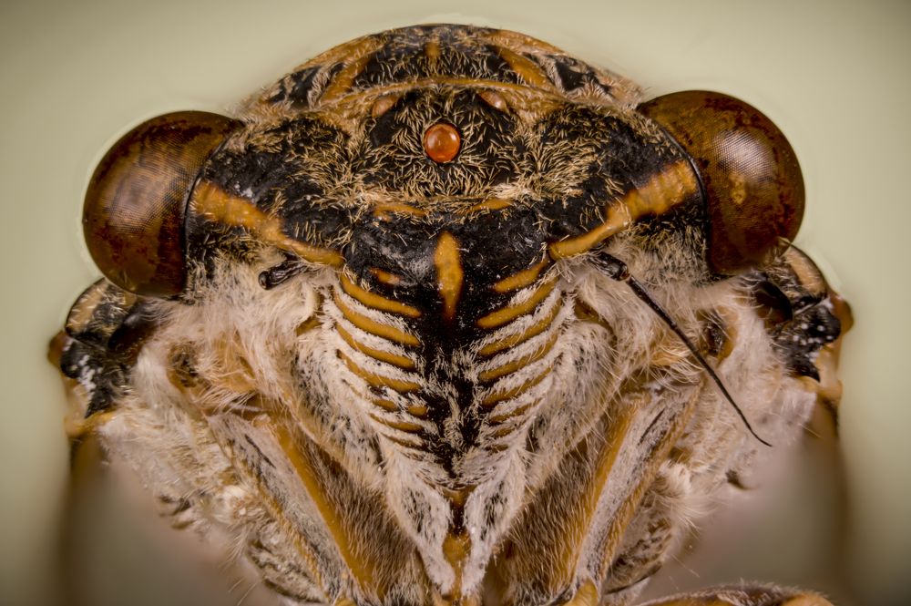 chicharra mediterránea