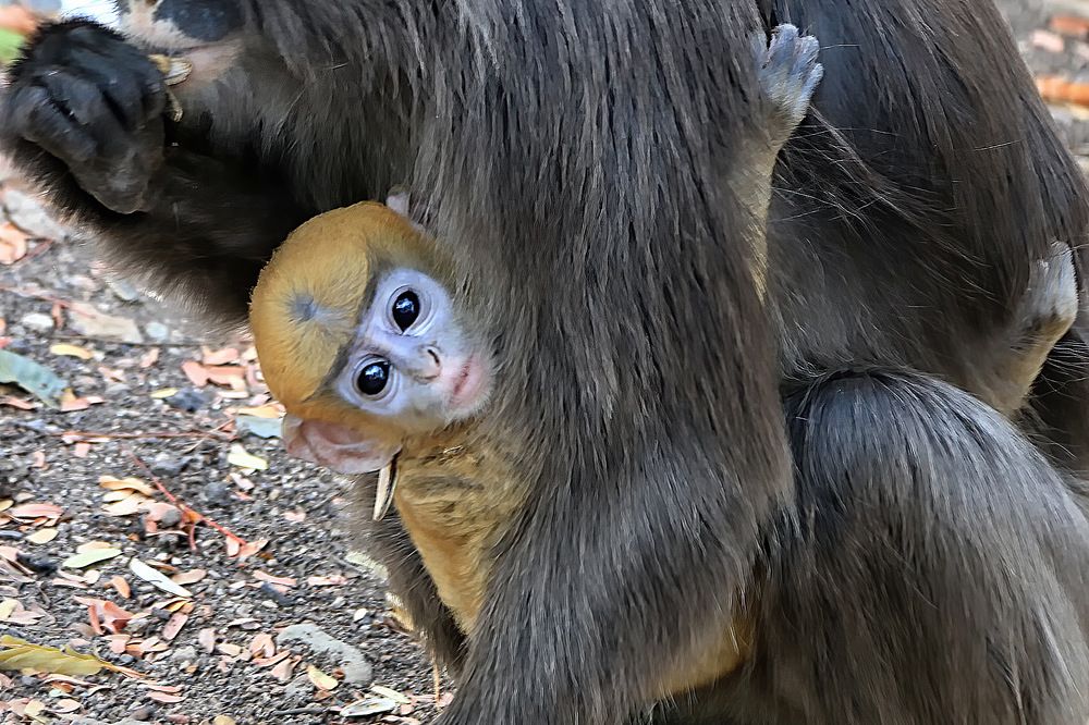 Eyes of White-eyed monkey baby