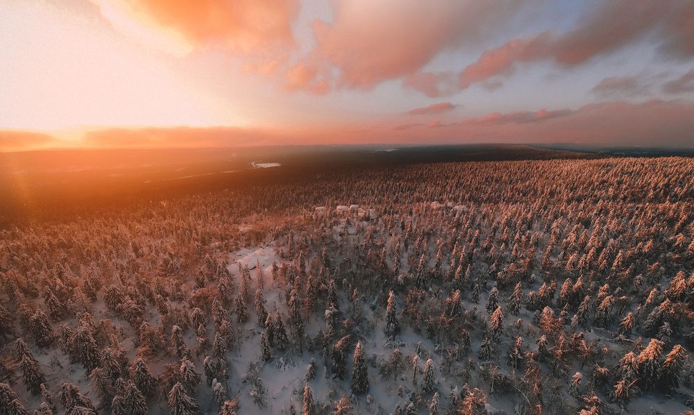 И лег лес над землей