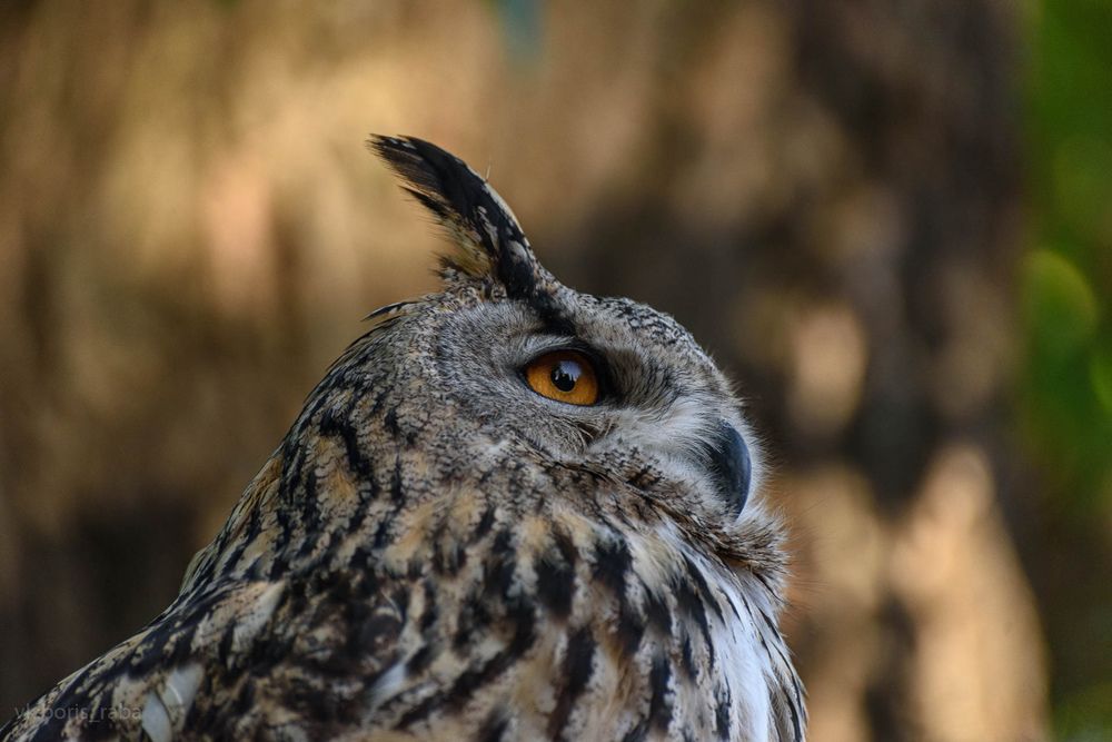 Photograph by Борис Раба