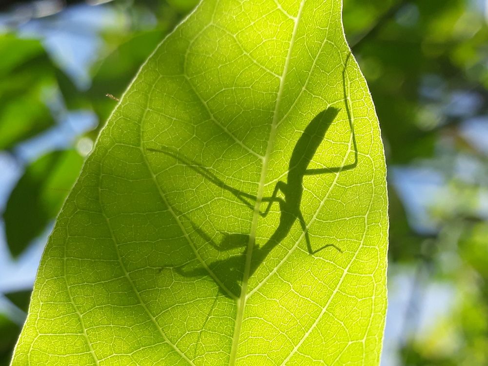 Shadow in mantis