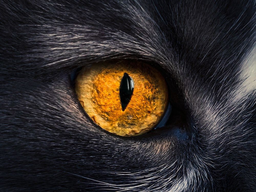 Фотография автора Ольга Лебедева