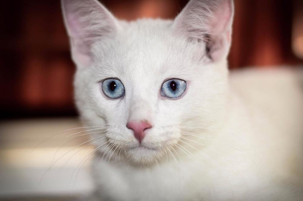 Photograph by Алена Лындаева