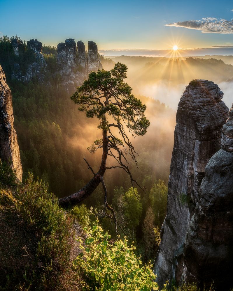 THE THIRD MOST FAMOUS PINE OF SAXONY SWITZERLAND