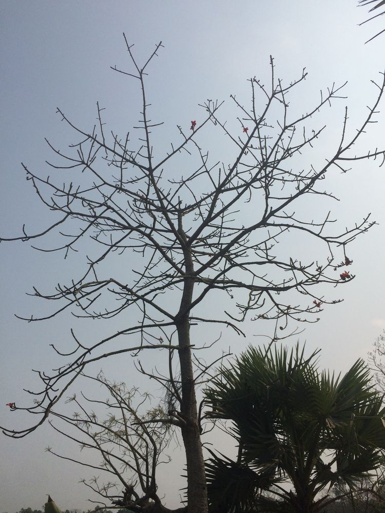 Photograph by Amjadul