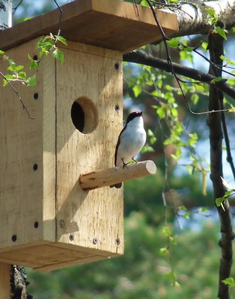 Маленький хозяин большого дома