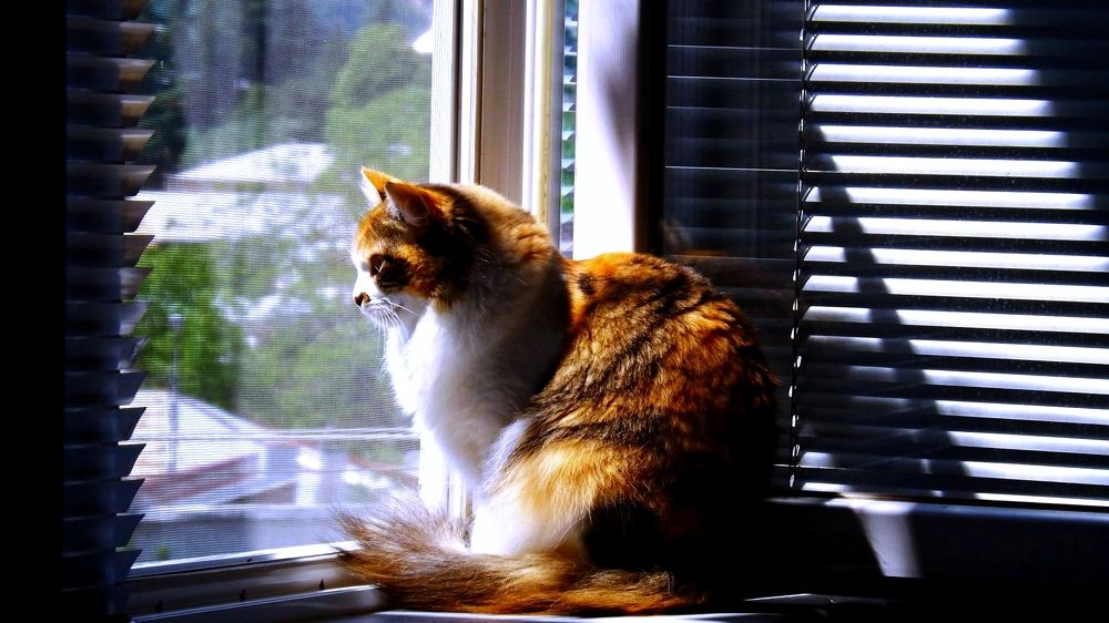 Photograph by рамаз хонелидзе