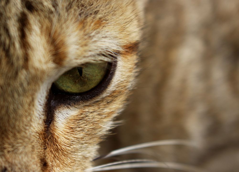 Фотография автора Siska Wulandari