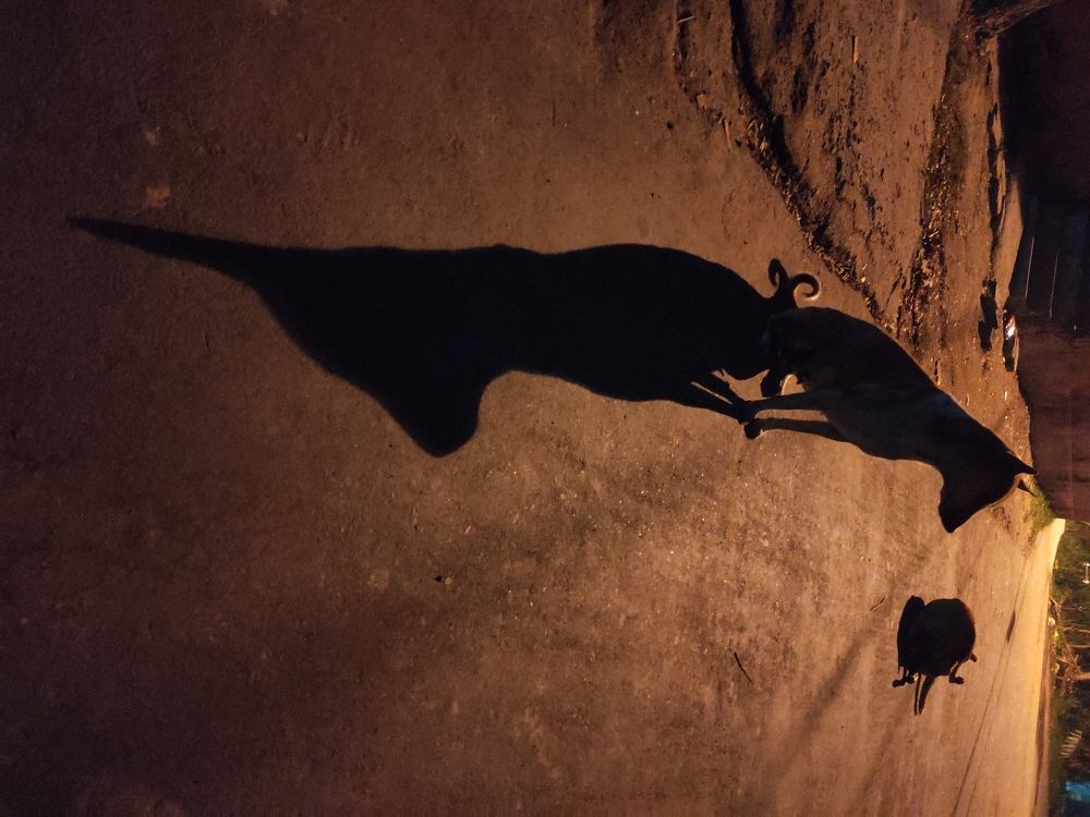 Photograph by Shaikh Alfaz Uddin