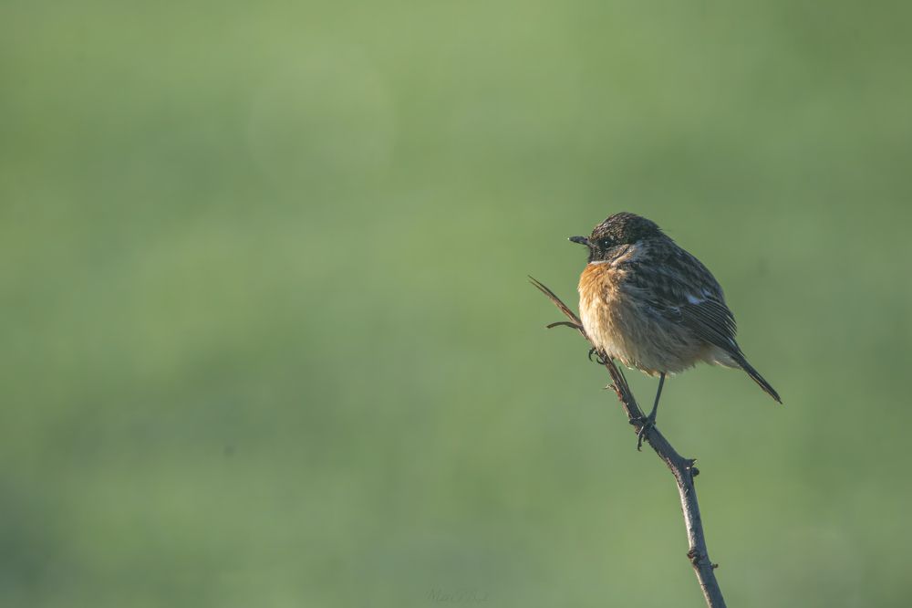 Фотография автора Mehdi EL Baqali