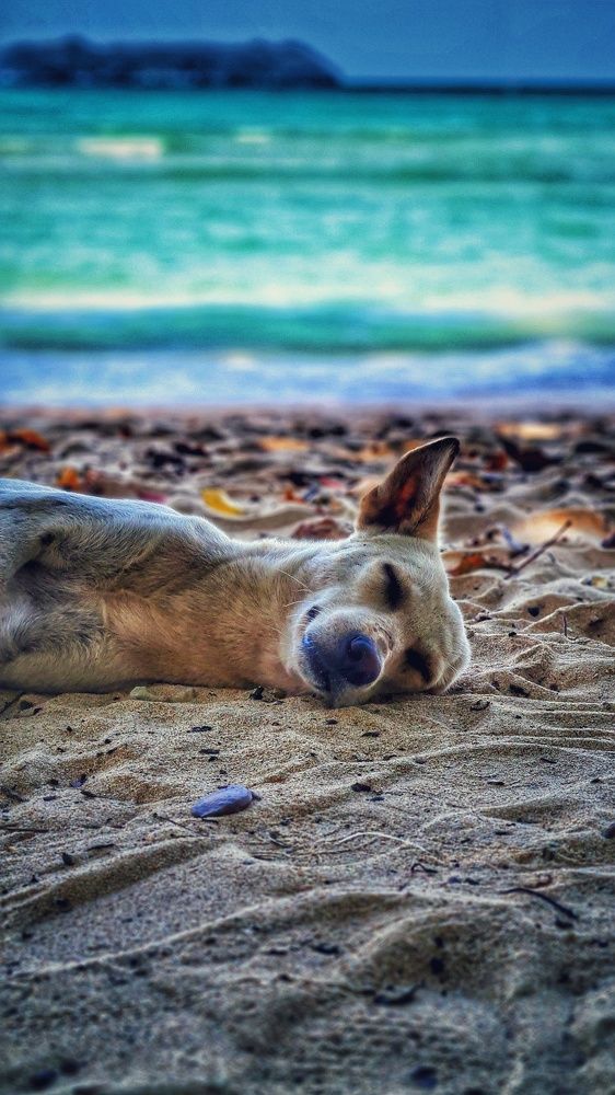 Lazy Dogs of Andaman