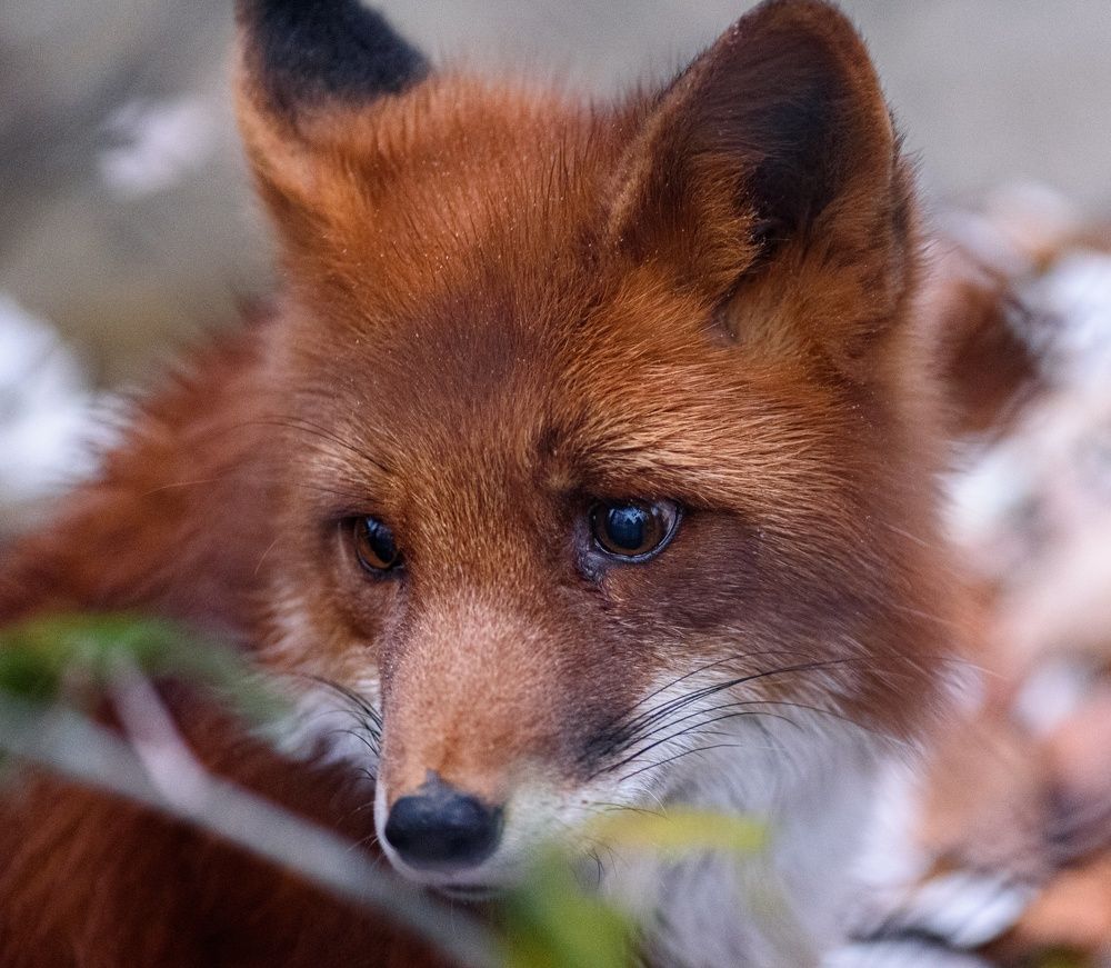 Грустная лисичка