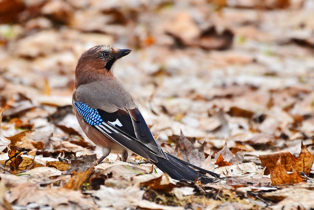 Фотография автора Антип