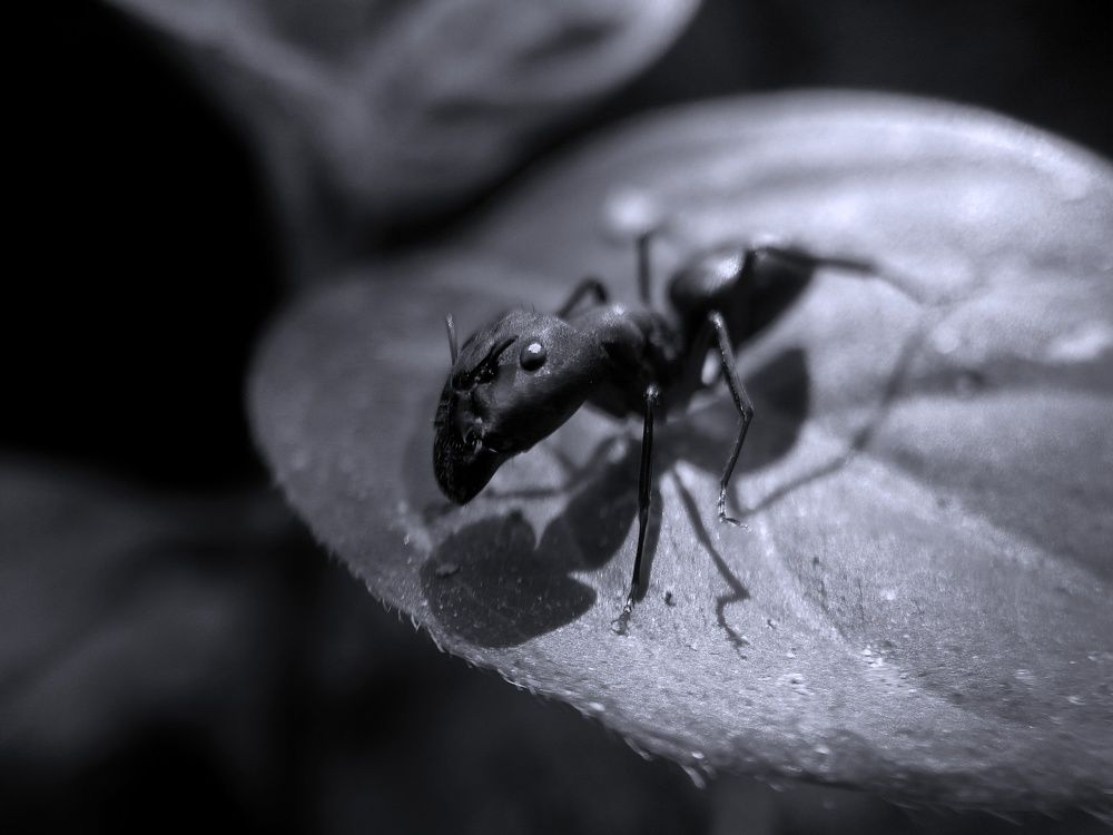 Photograph by Somnath mondal