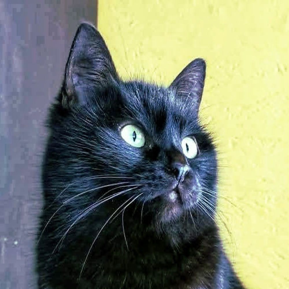 Чёрный кот