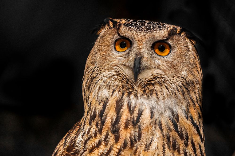 Фотография автора Дмитрий Эбингер