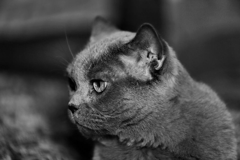 Photograph by Константин Лагоденко