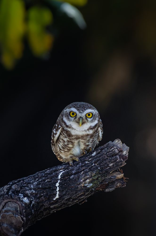 Photograph by Kshitij Patle