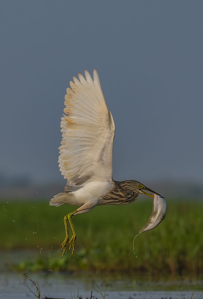 Pond Heron