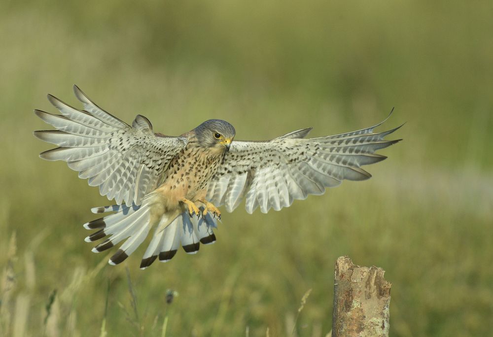 Wild Kestrel