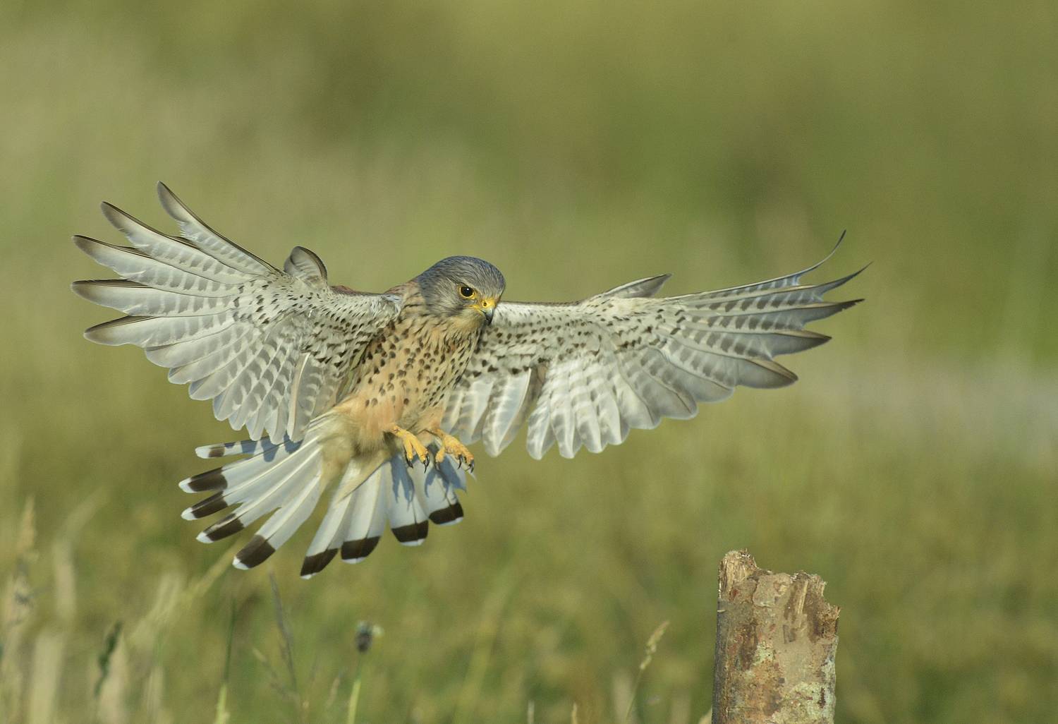 Wild Kestrel
