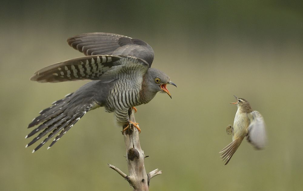 Cuckoo and Sedge Warbler