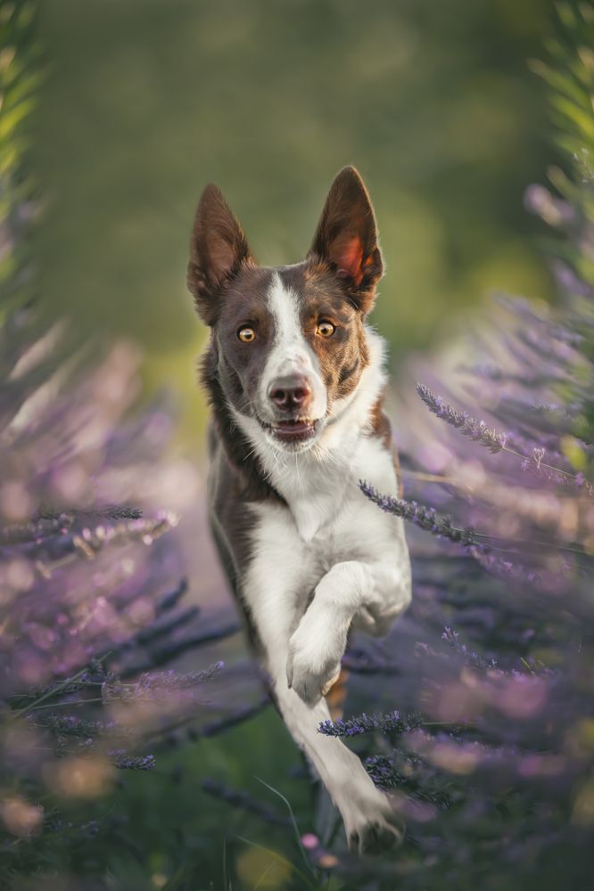 Photograph by Sara Pinotti