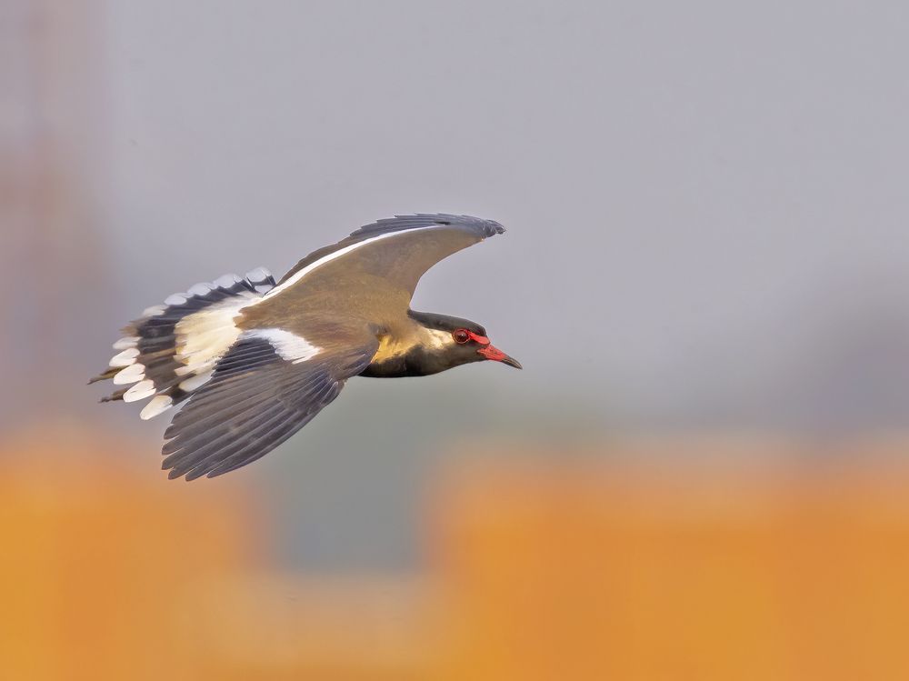 FREEDOM IS WHEN YOUR WINGS GUIDE YOU TO THE LAP OF NATURE