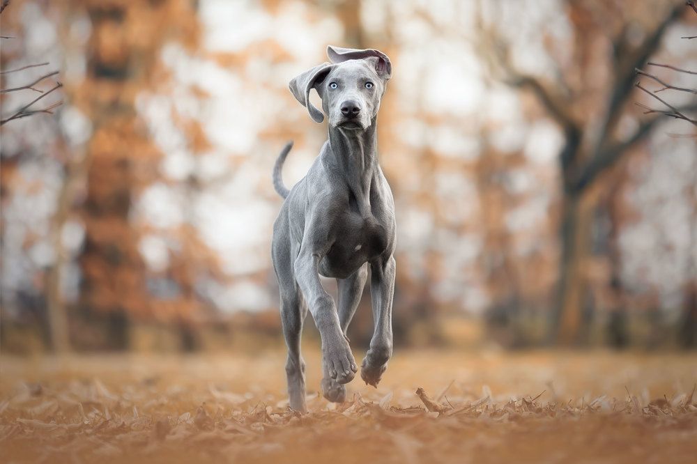 Photograph by Sara Pinotti