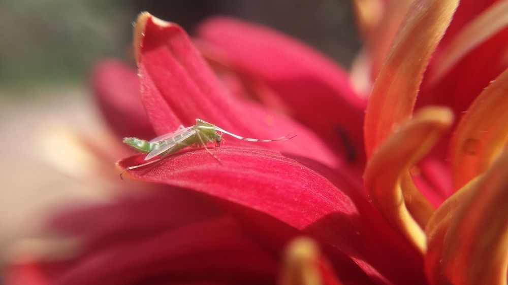 Photo #5969063