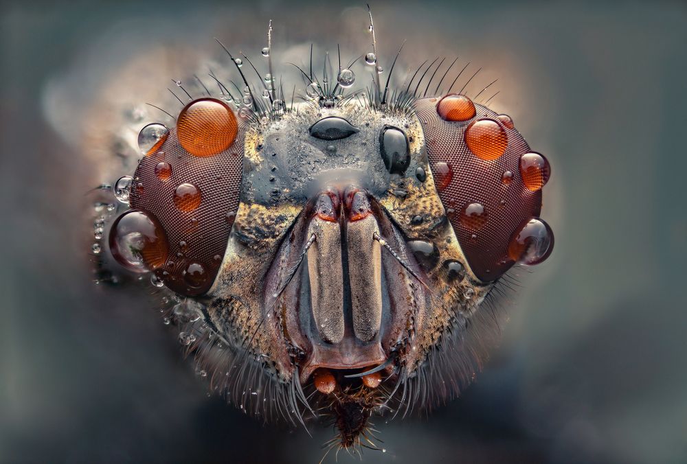 макропортреты мух