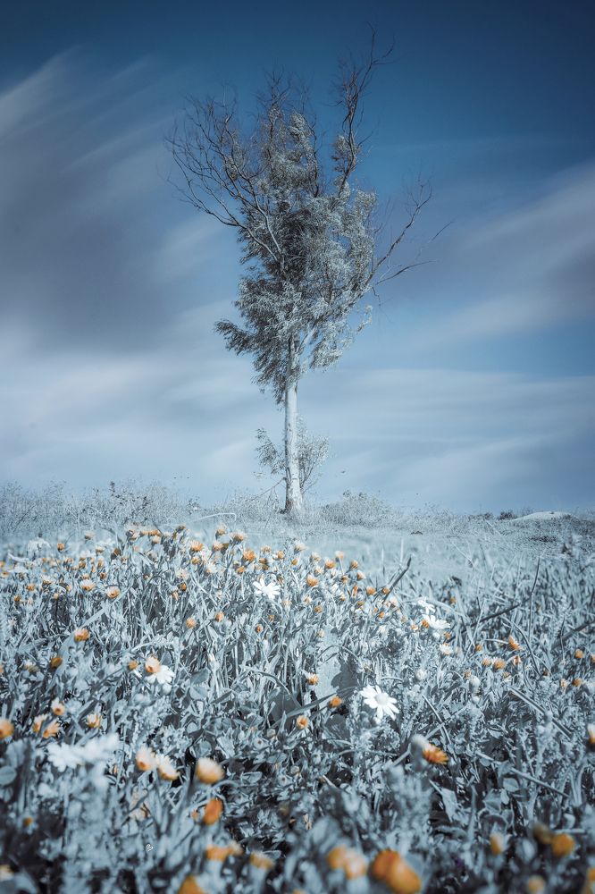 Photograph by khaldoon Abu Ordon