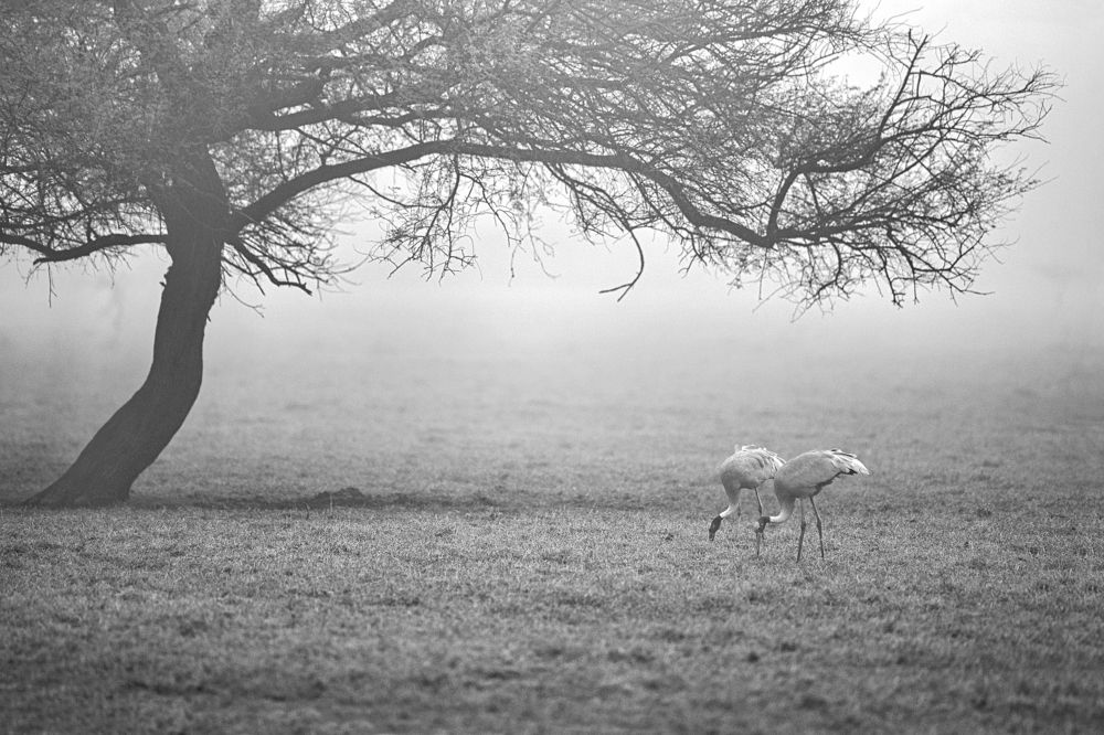 Pair of sarus crane