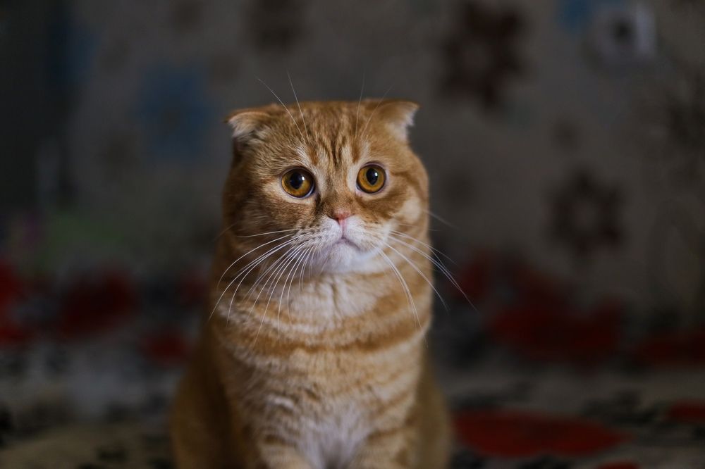 Photograph by Анастасия Шабардина