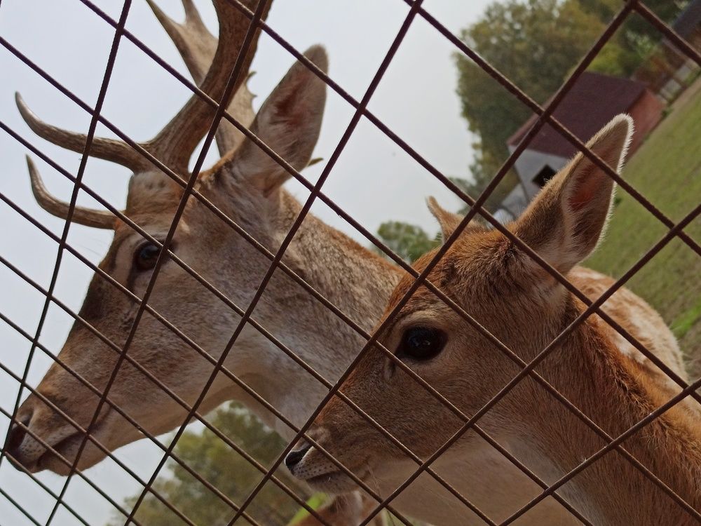 Тандем глаз.
