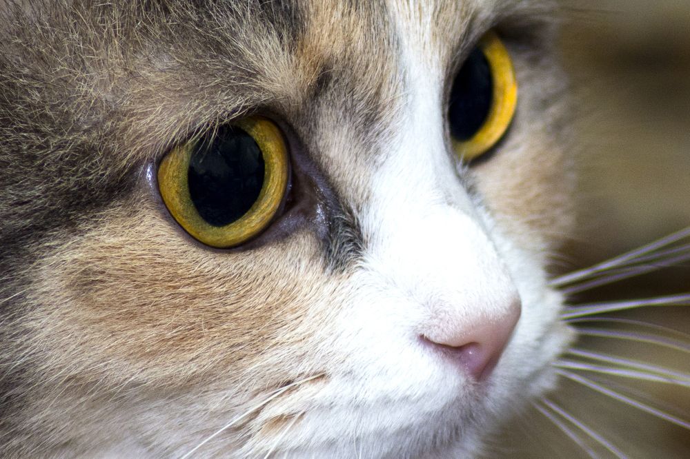 Photograph by Михаил Лавренков