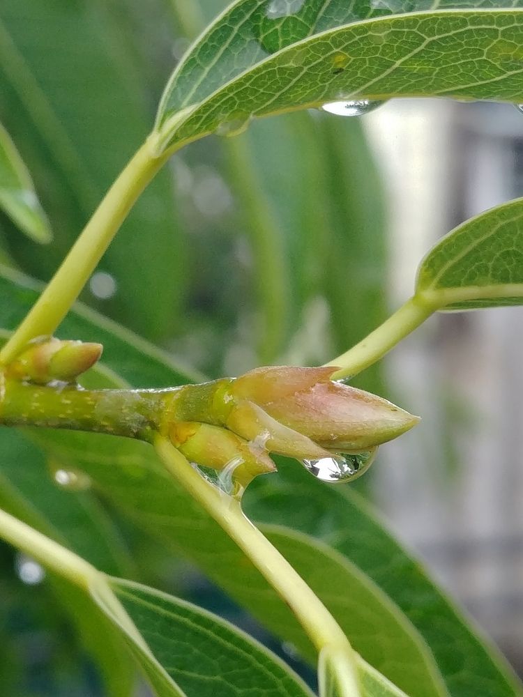 Photograph by VIRGILIO MORALES