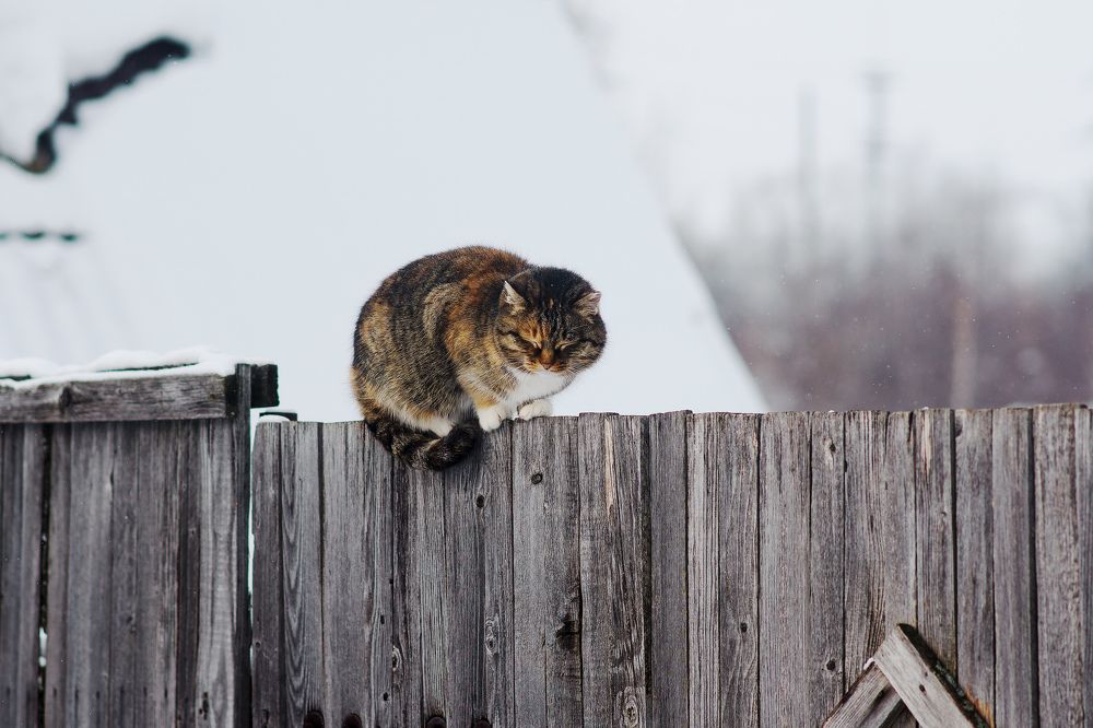 Photograph by Елена Осокина