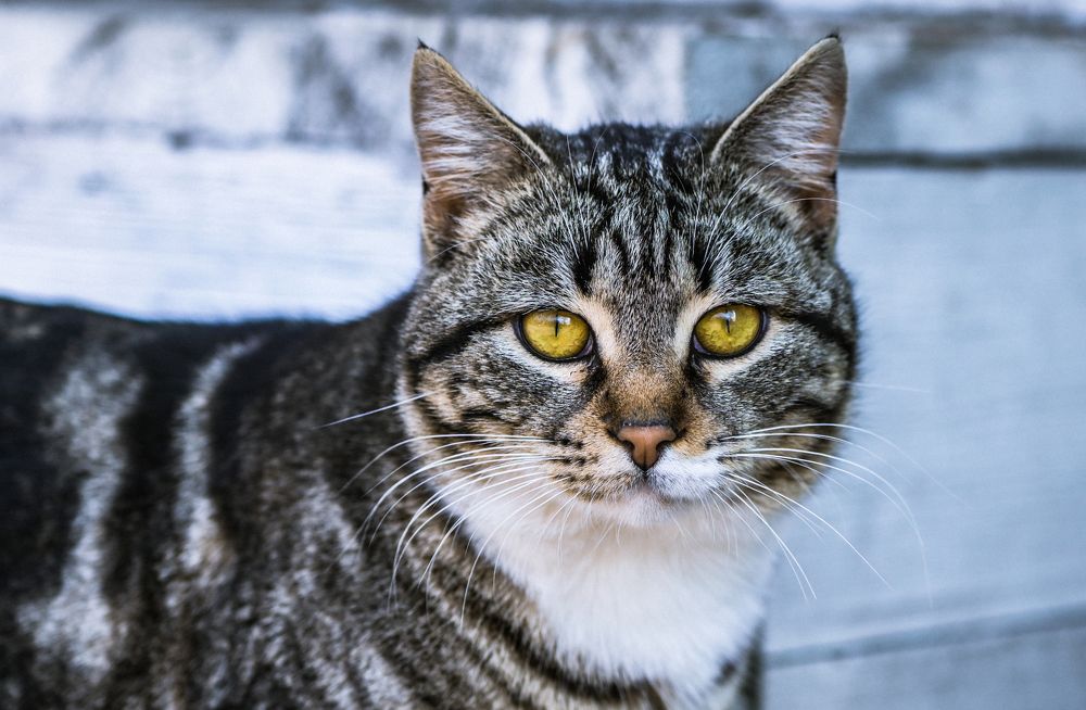 Photograph by Юлия Ковальчук