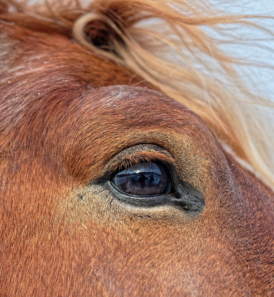 Все мы немного лошади...