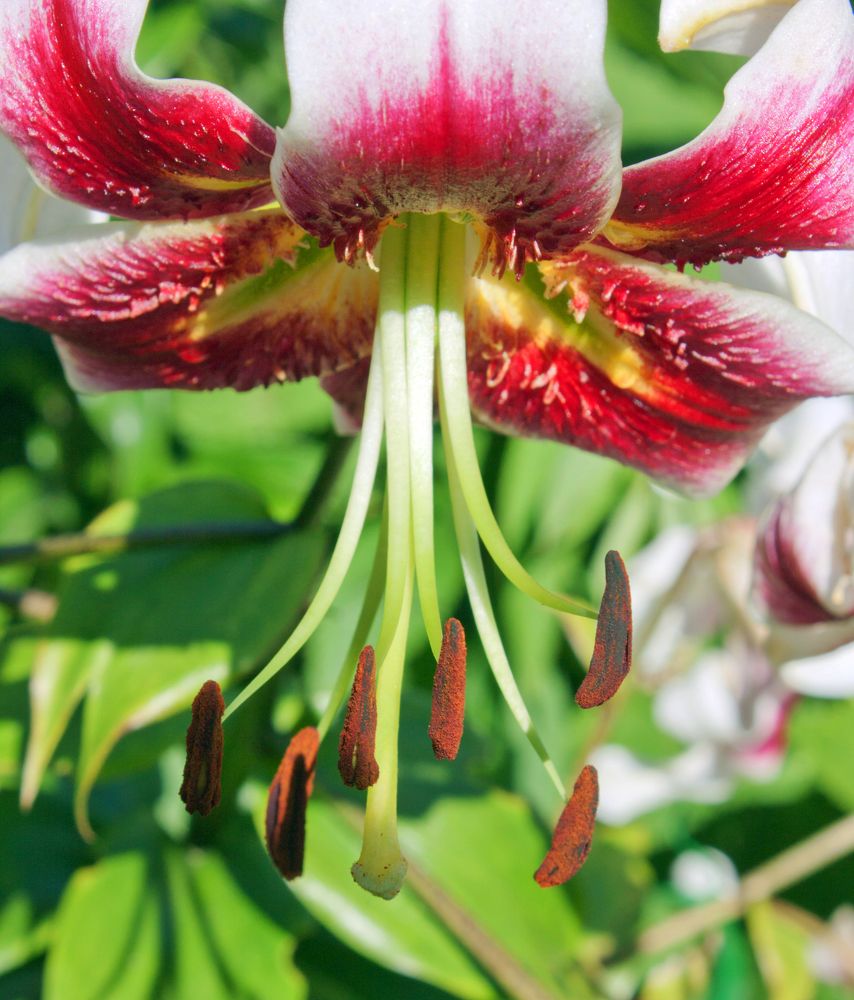 Photograph by Мария Самоловова