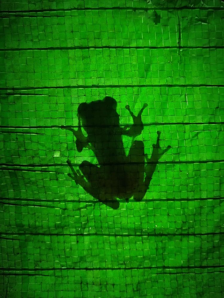 Frog's Shadow