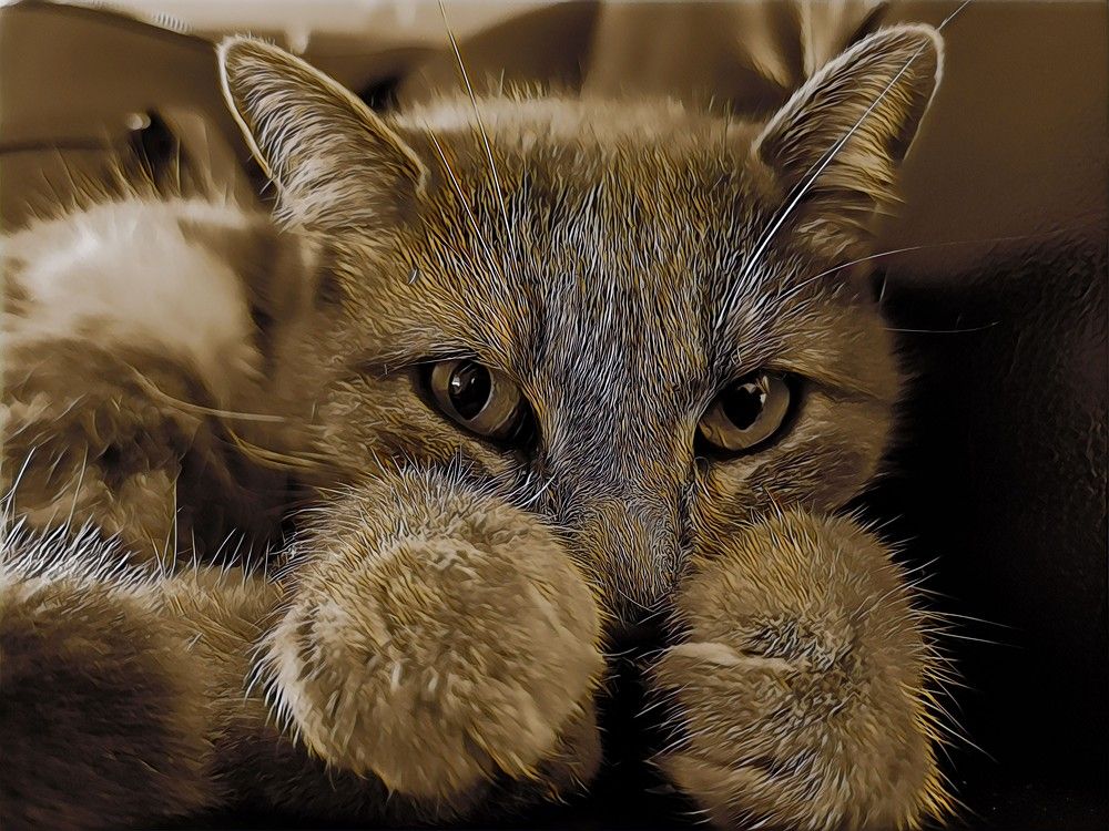 Boxing Cat, Pays-de-la-Loire, France