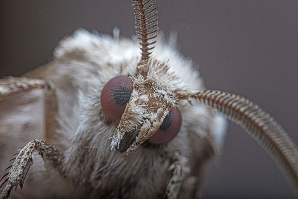 Photograph by Сергей Алтуфьев