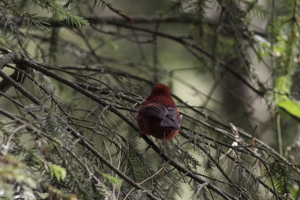 Photograph by Ricardo Canabal