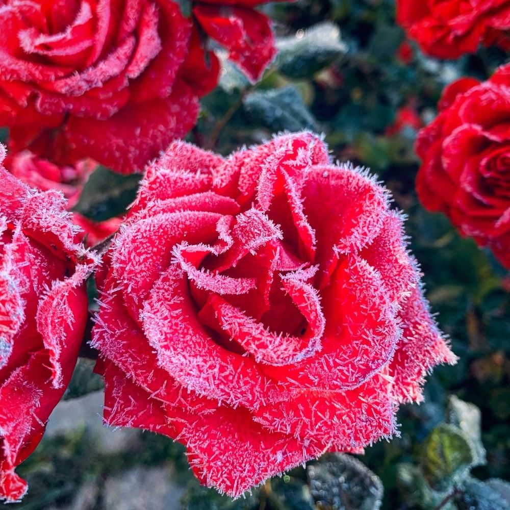 Photograph by Светлана Курганова