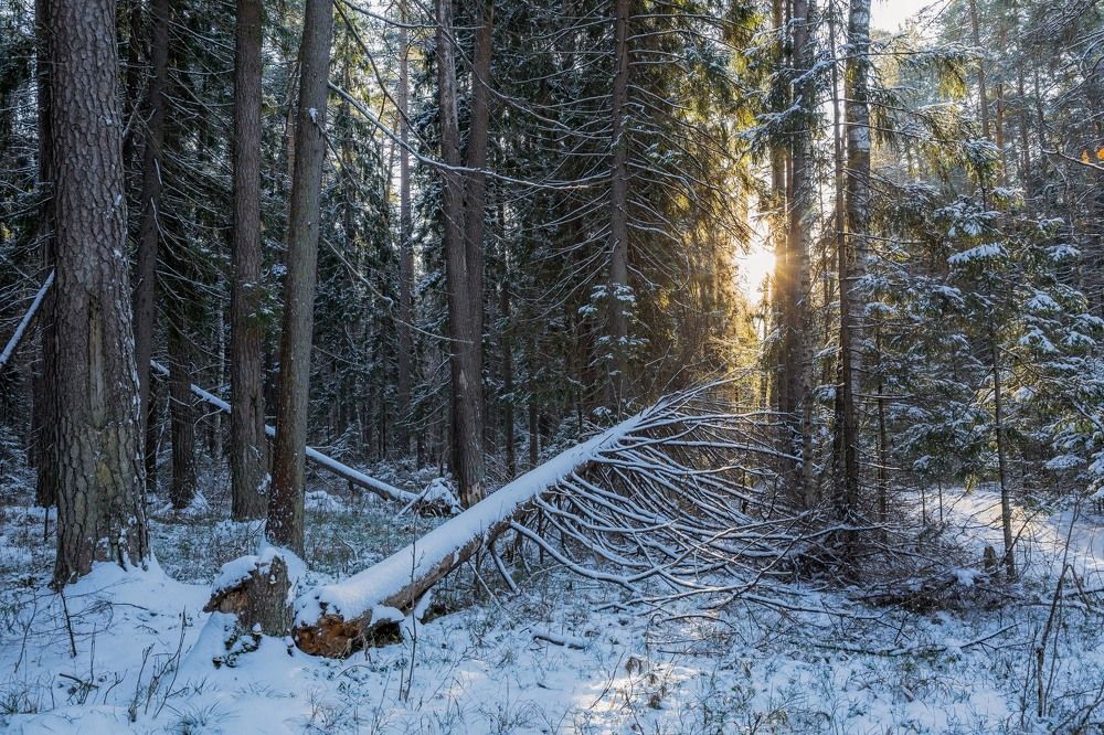 Photograph by Елена