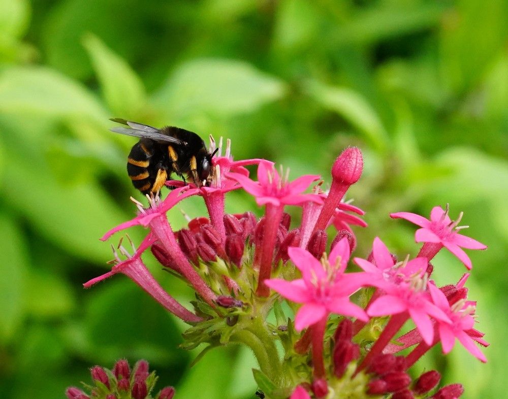 Photograph by Antonio Perestrelo