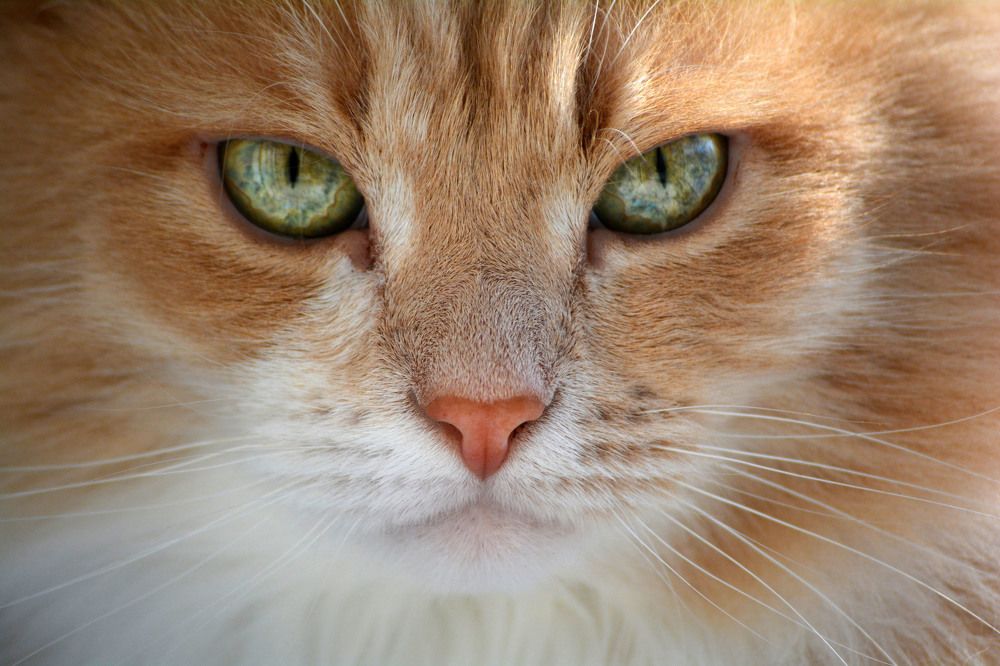 Photograph by Ксения Рябухина